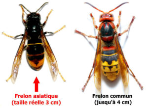 frelon asiatique